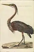 Ardea purpurea (Purple heron), print 180