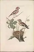 Coccothraustes coccothraustes (Hawfinch), print 71