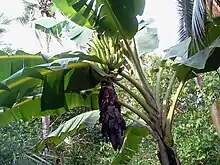 Image 9Tall herbaceous monocotyledonous plants such as banana lack secondary growth, but are trees under the broadest definition. (from Tree)