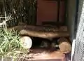 nutria at NegevZoo