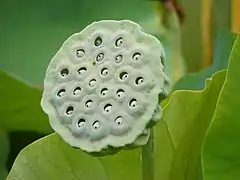 Lotus seed head