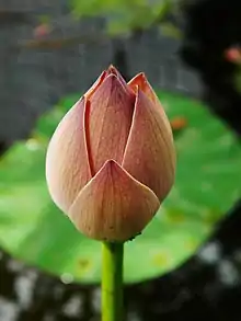 Lotus bud