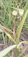 Nemastylis geminiflora dehiscent fruit