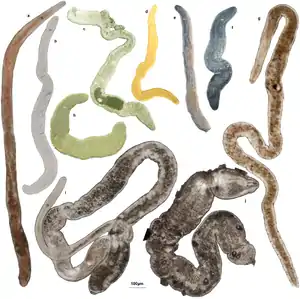 Various Acoelomorpha (nemertodermatids).