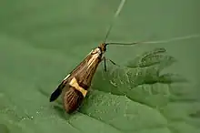 Nemophora degeerella