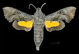 Male dorsal