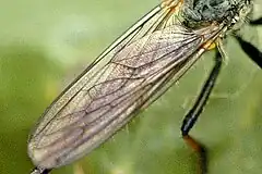 Close-up on wings