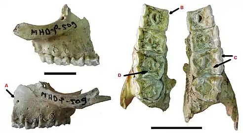 Mandible of N. recens, Sopas Formation