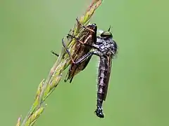 With prey (Ectobius lapponicus)