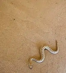 Image 5A neonate sidewinder rattlesnake (Crotalus cerastes) sidewinding (from Snake)