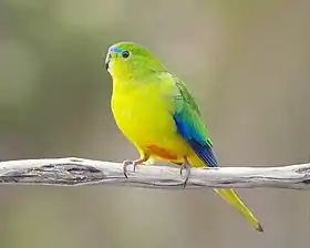 A small, long-tailed, green bird with a blue forehead and an orange belly perches on a branch