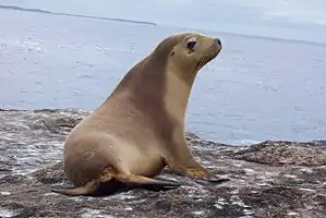 Australian Sea Lion