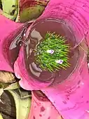 This Neoregelia collects water that sustains other plants.