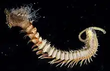 A photo of a specimen from the species Neosabellaria cementarium in front of a dark background. The specimen is facing away from the camera to the right.