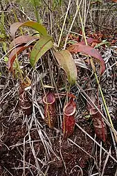 N. mirabilis × N. rafflesiana