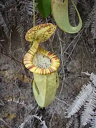 N. mirabilis var. echinostoma × N. rafflesiana