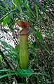 A Pitcher plant from Vaitang Hebron village,Dima Hasao district, Assam, India