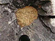 Rounded, yellow, weathered peridotite xenolith in a nephelinite lava flow at Kaiserstuhl, SW Germany