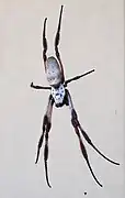 Back view, Western Australia female