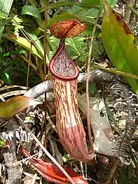 N. maxima × N. neoguineensis