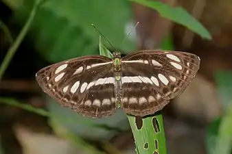 Dorsal view