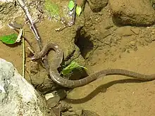 Image 23A common watersnake shedding its skin (from Snake)