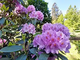 Rhododendron