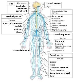 Nervous system