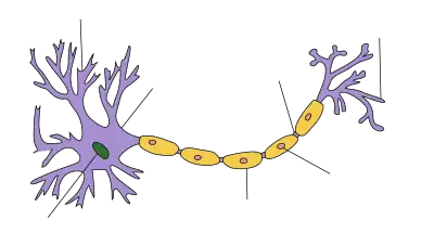 At one end of an elongated structure is a branching mass. At the centre of this mass is the nucleus and the branches are dendrites. A thick axon trails away from the mass, ending with further branching which are labeled as axon terminals. Along the axon are a number of protuberances labeled as myelin sheaths.