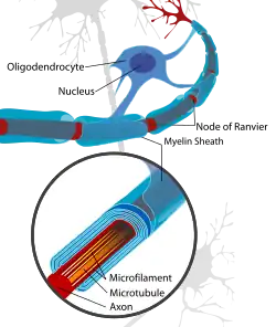 An oligodendrocyte attached to its many myelin sheaths that it wraps around the axons of neurons in the Central Nervous System