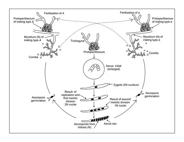 Image 12Neurospora crassa life cycle. The haploid mycelium reproduces asexually by two processes: (1) simple proliferation of existing mycelium, and (2) formation of conidia (macro- and micro-) which can be dispersed and then germinate to produce new mycelium.  In the sexual cycle, mating can only occur between individual strains of different mating type, A and a.  Fertilization occurs by the passage of nuclei of conidia or mycelium of one mating type into the protoperithecia of the opposite mating type through the trichogyne.  Fusion of the nuclei of opposite mating types occurs within the protoperithecium to form a zygote (2N) nucleus. (from Mating in fungi)