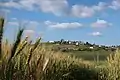 Wheat fields in valley