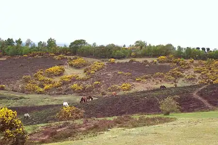 Image 37Heathland in the New Forest (from Portal:Hampshire/Selected pictures)