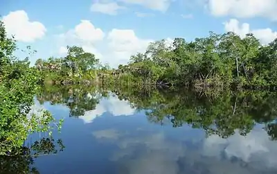 Image 8The New River near its estuary into the Caribbean Sea (Corozal District, Belize)