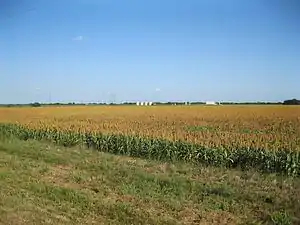 View shows a cornfield on FM 1160 near Hwy 71 near New Taiton. The four distant white tanks are an oil or gas well.