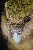 Kakapo – New Zealand night parrot