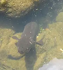 Image 26New Zealand longfin eels can weigh over 50 kilograms. (from River ecosystem)