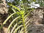 New buds of Vanda tessellata