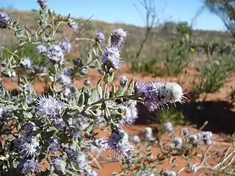 N. cephalantha