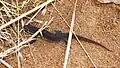 Smooth newt, Lissotriton vulgaris