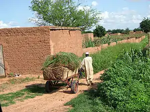 A farmer collecting millet in Koremairwa village