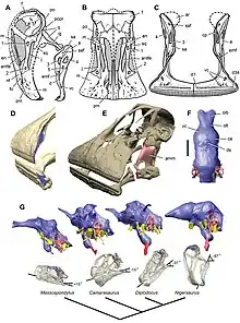 Images of a restored skull, jaw, dental battery, and brain