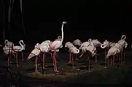 Greater flamingos