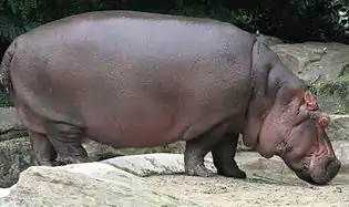 Hippopotamuses, the heaviest and most aquatic even-toed ungulates, are whales' closest living relatives.