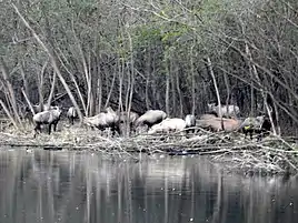 Nilgai, Dhanas lake, Chandigarh