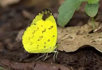Ventral view
