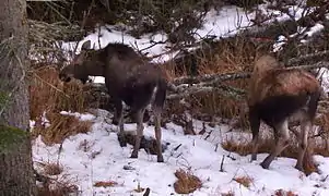 (9 months)This calf is almost ready to leave its mother.