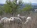 Sheep