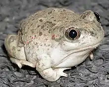 A plump toad with light-colored pigmentation