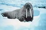 Walrus